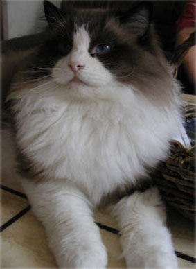 Ein Traumkater! Lord Bentley 
vom Tannensteig